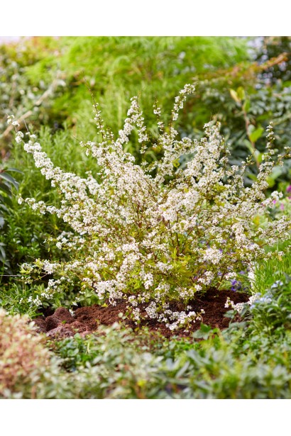 Голдфаєр — яскравий акцент для вашого саду.